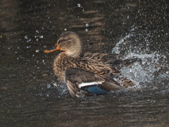 水飛沫を上げる鴨さん特集～⑵