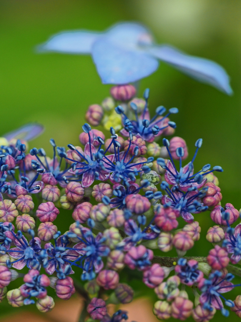 額紫陽花　