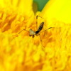 ハラビロカマキリのお子様と目が合って~!!
