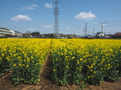 近所の菜の花畑～⑴