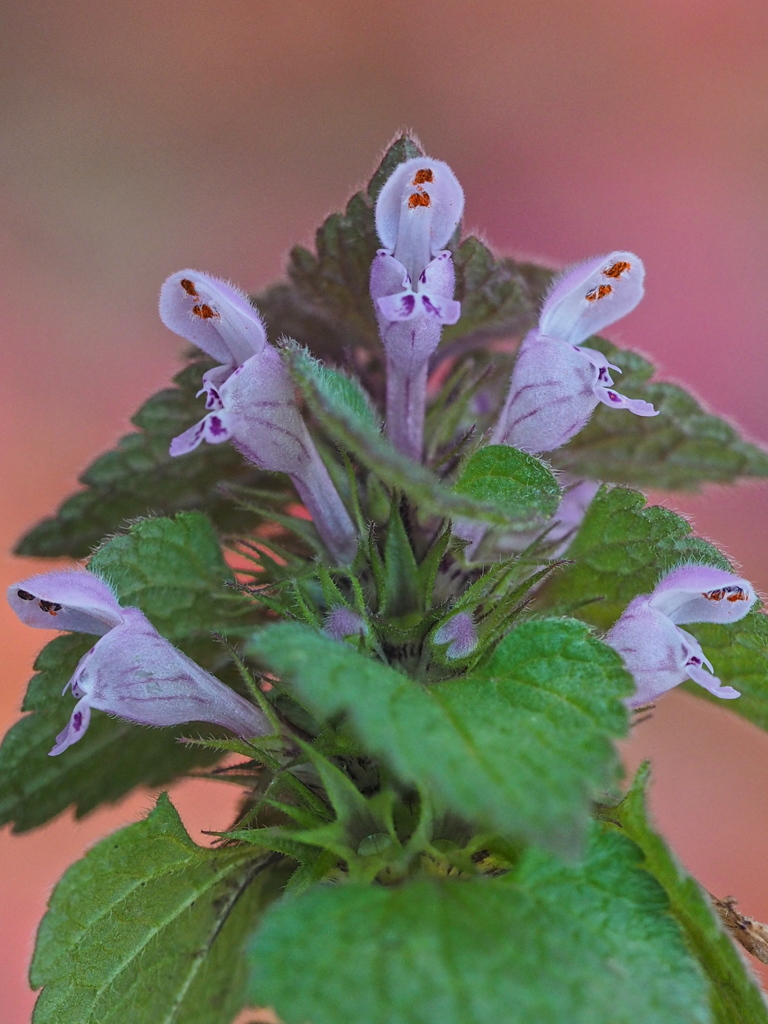 ヒメオドリコソウの花　