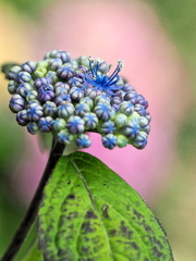 縁無額紫陽花