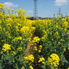 近所の菜の花畑～⑵