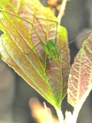 ツユ虫のお子様と目が合って~!!