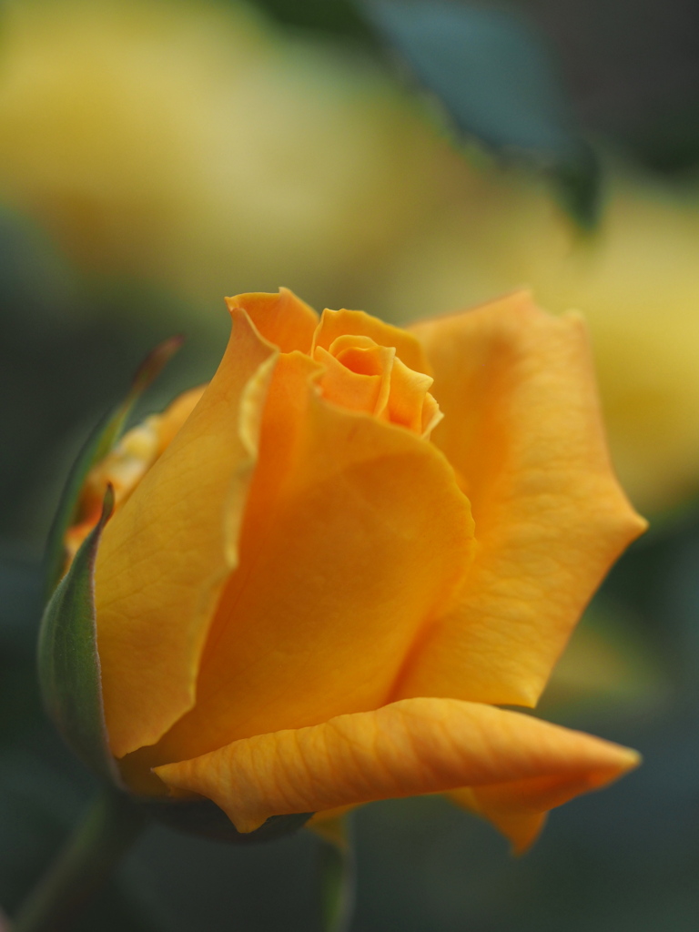 薔薇～３号