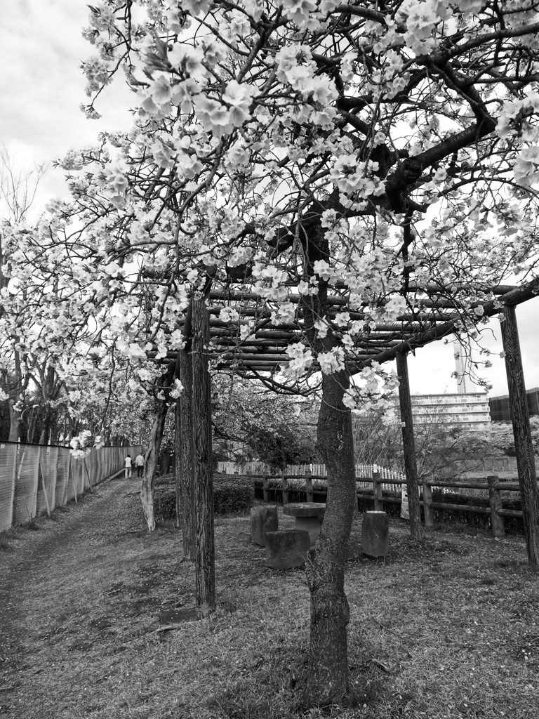 枝垂れ桜～⑷