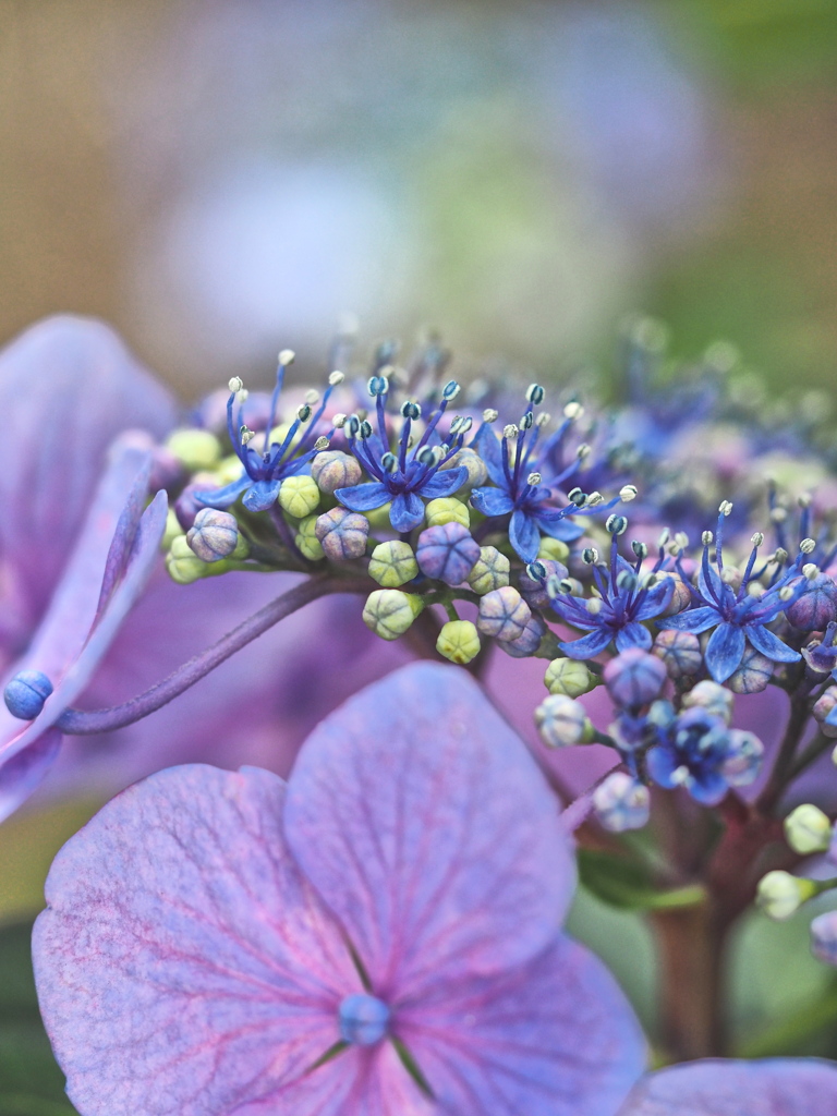 額紫陽花・・・❷