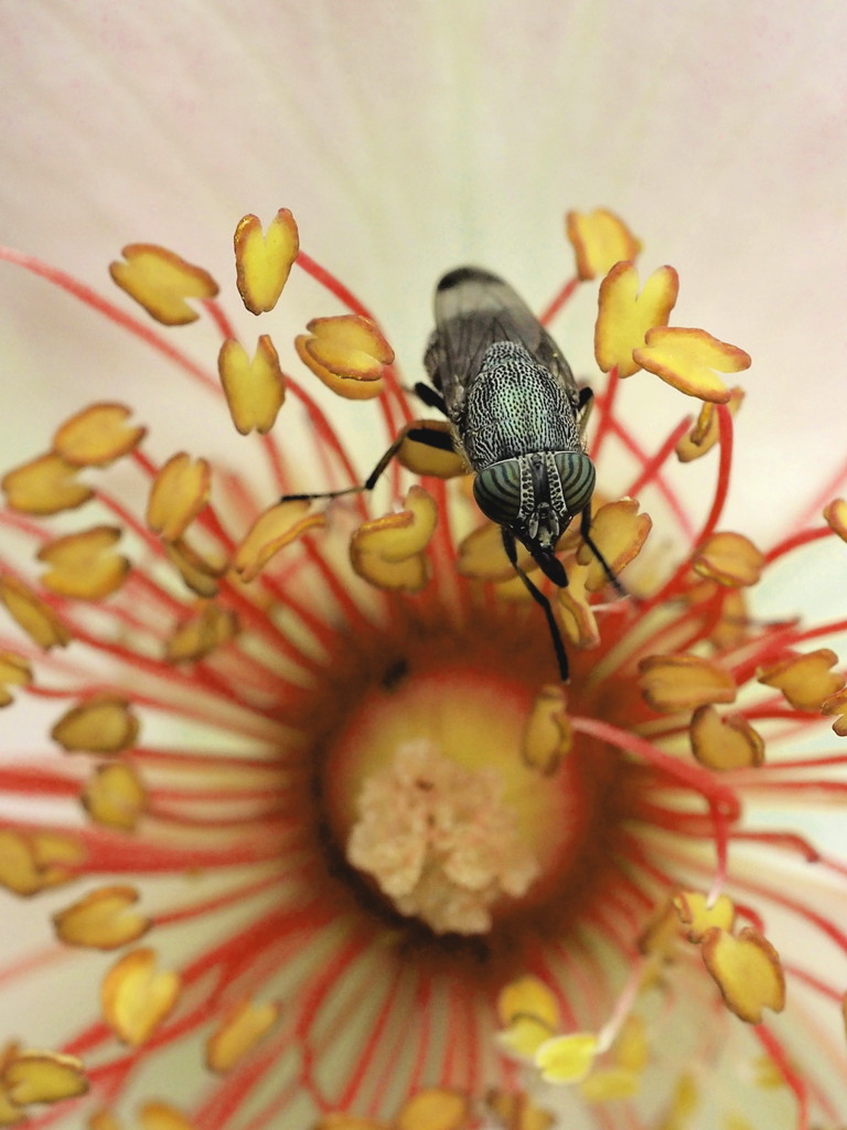 薔薇の蕊にツマグロキンバエの女子ちが~!!