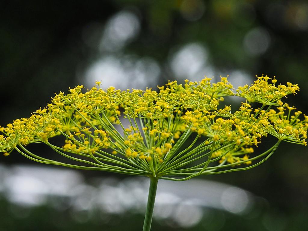 フェンネルの花
