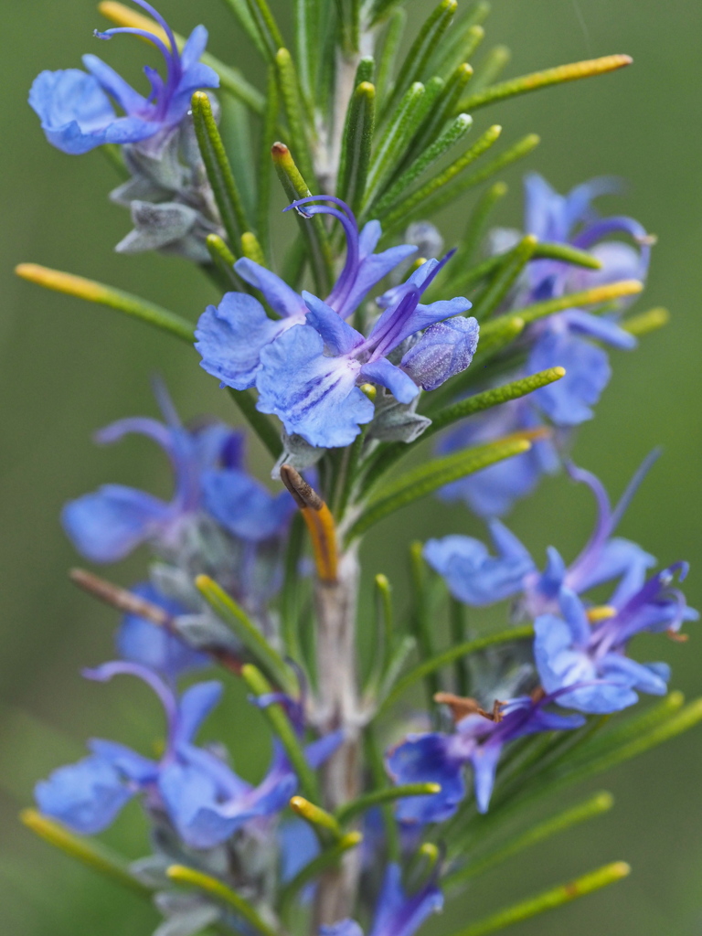 ローズマリーの花