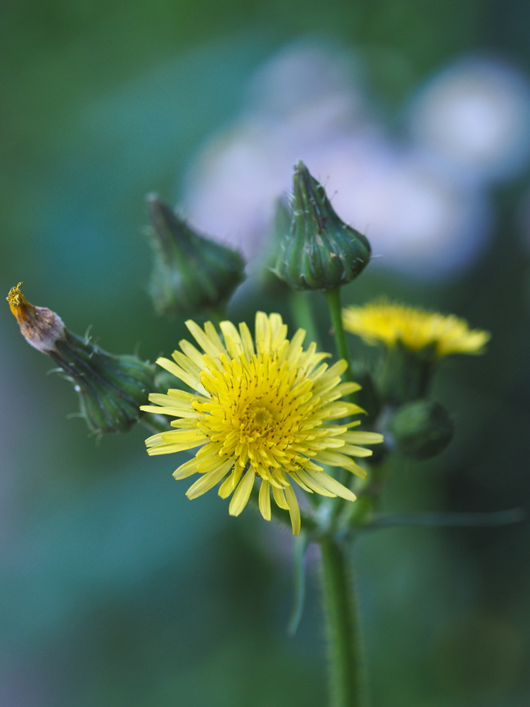 ノゲシの花(野芥子)