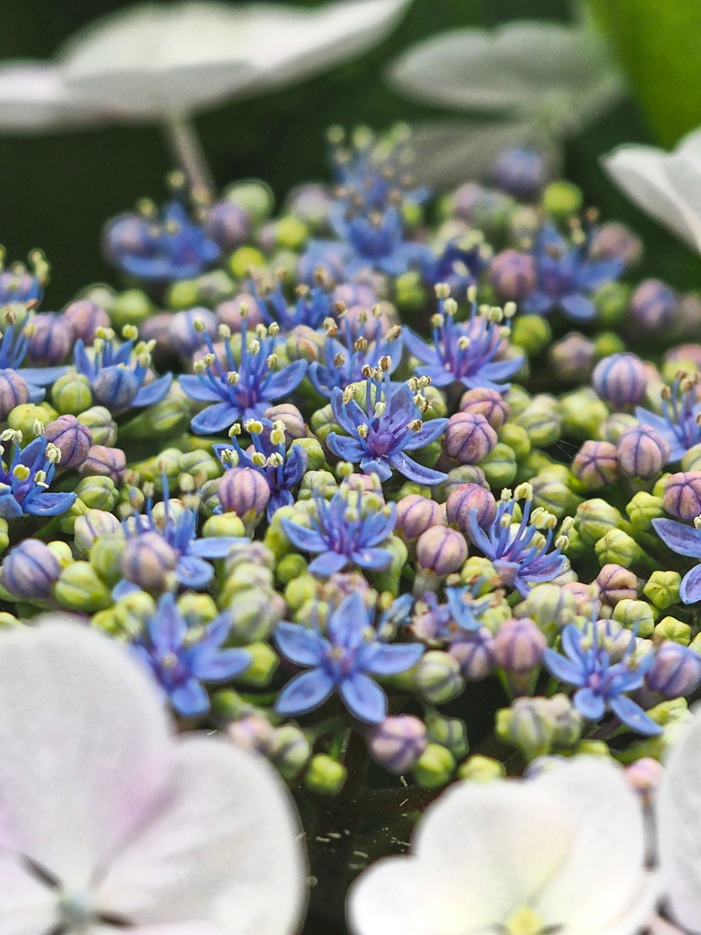 額紫陽花・・・❹