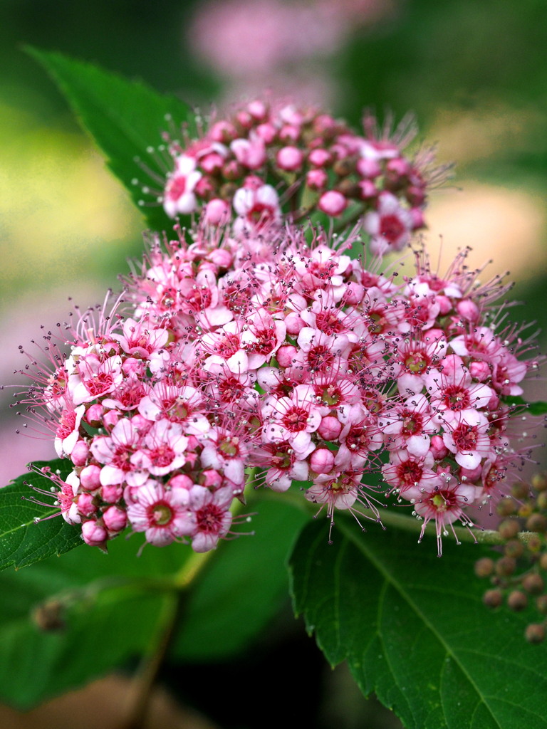 シモツケの花