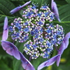 額紫陽花・・・C