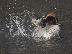 水飛沫を上げる鴨さん特集～⑸