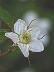 草イチゴの花