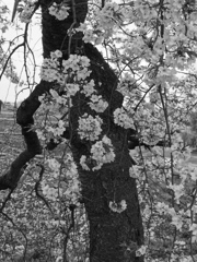 枝垂れ桜～⑴