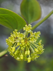 サルトリイバラの花