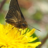 セセリチョウ　蝶　昆虫