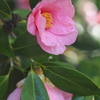 ピンクの椿
