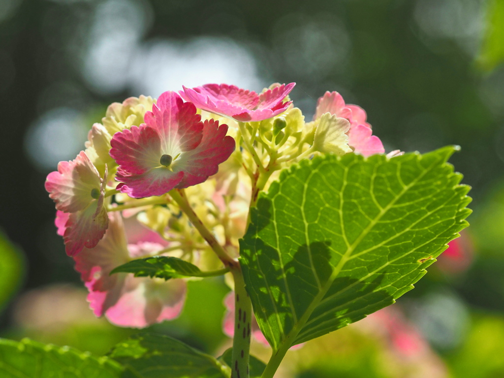 紫陽花　