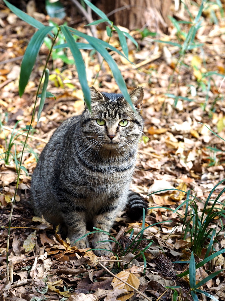 猫ちゃん～⑴