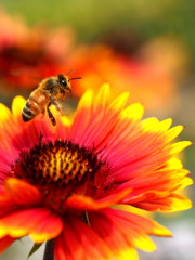 天神菊から飛び立つ蜂さん