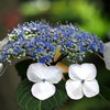 額紫陽花～Ⅰ
