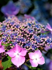 額紫陽花～(1)