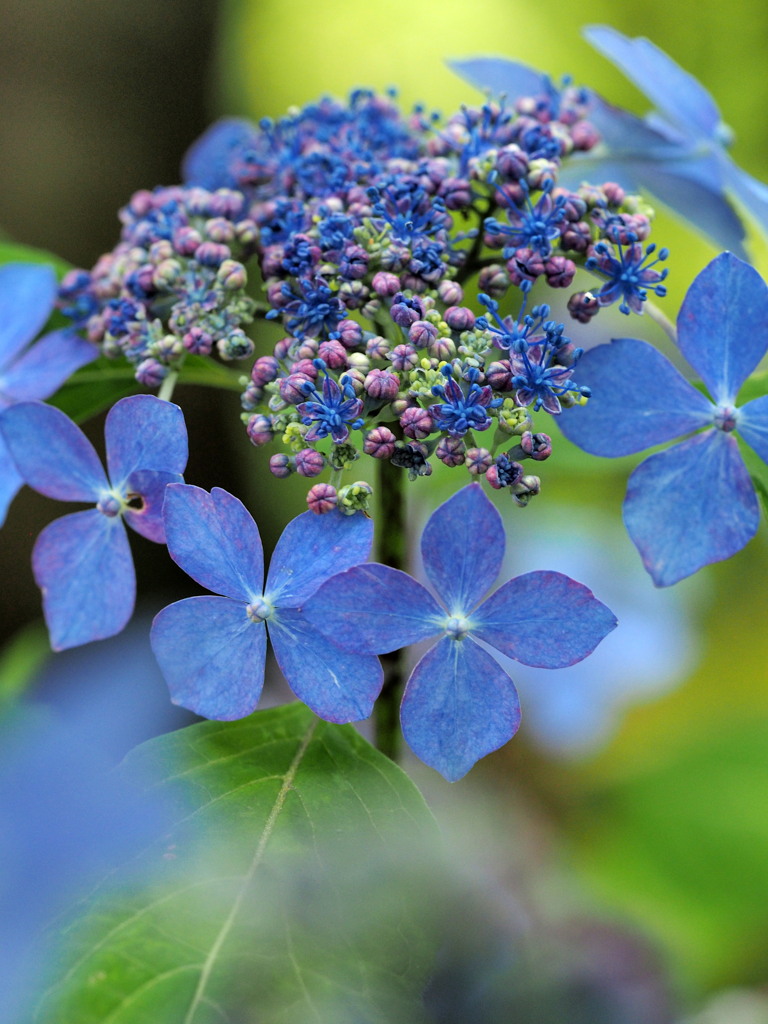 額紫陽花・・・❶