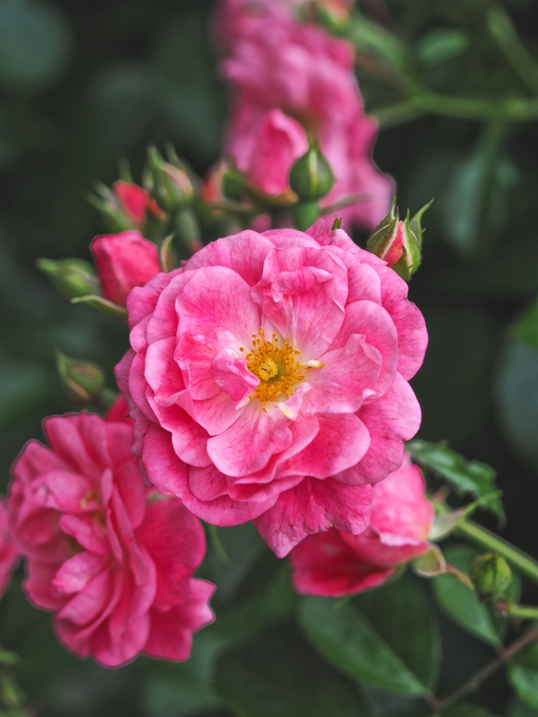 薔薇　