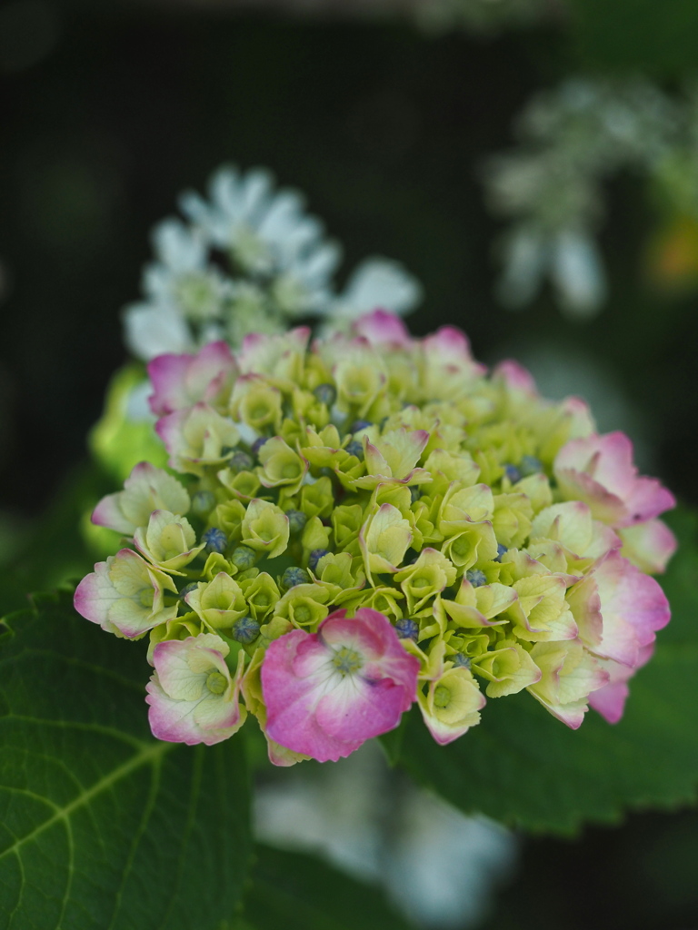 紫陽花