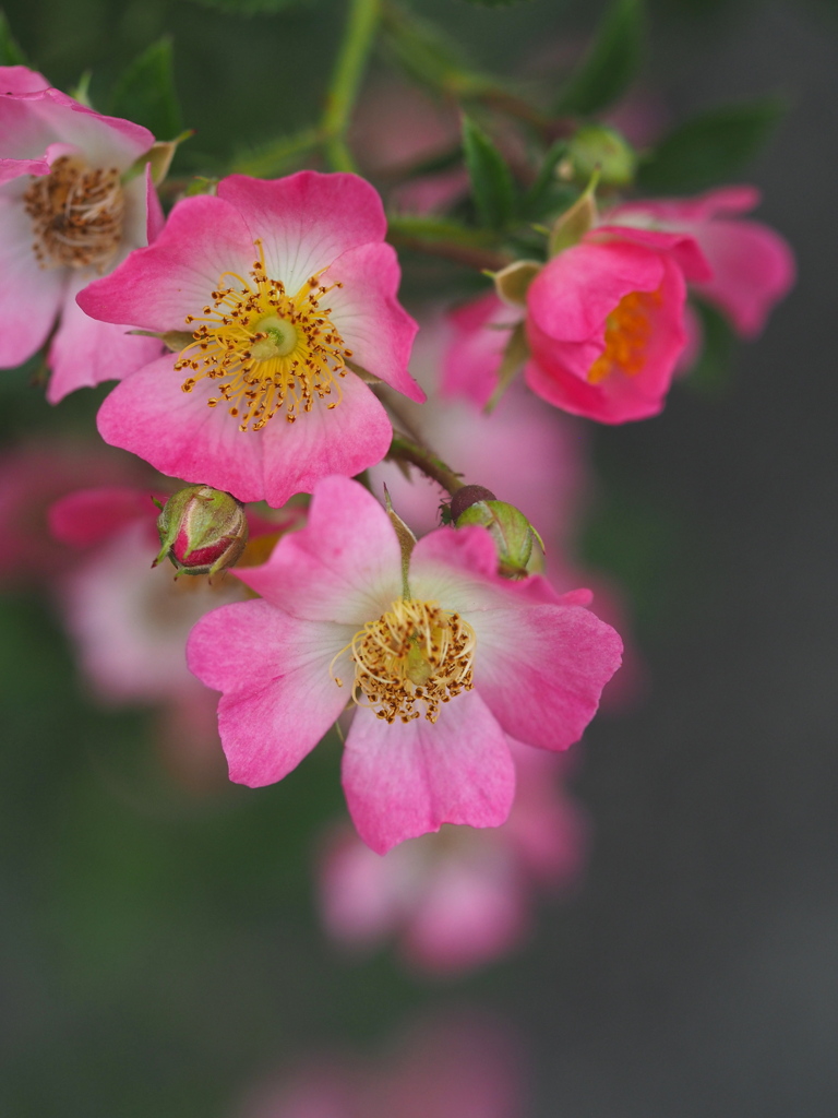 プチモーツアルト(薔薇)