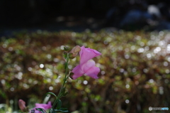 IMGP4480