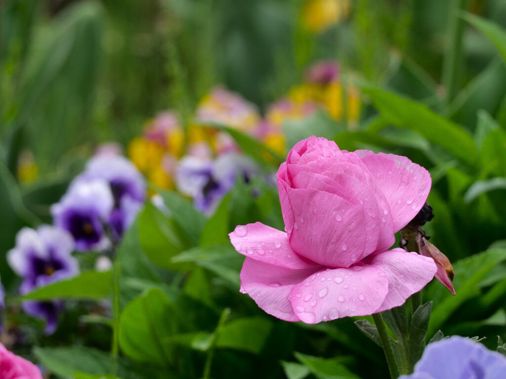 公園の花たち