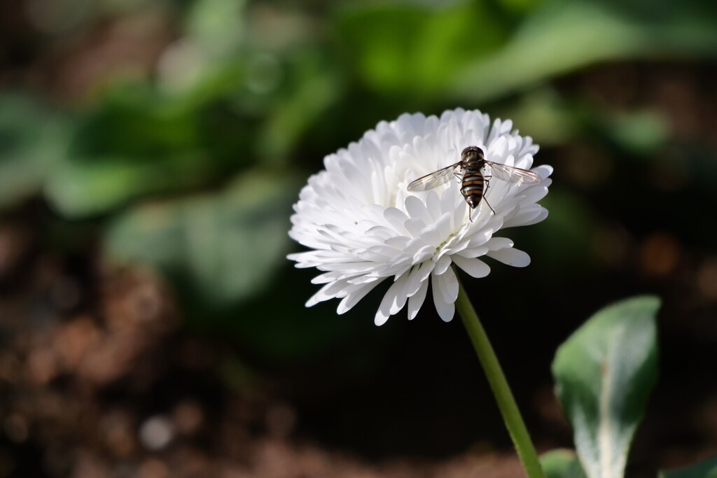 お花へGo