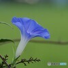 朝顔の横顔