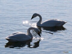 白い天使と輝く妖精