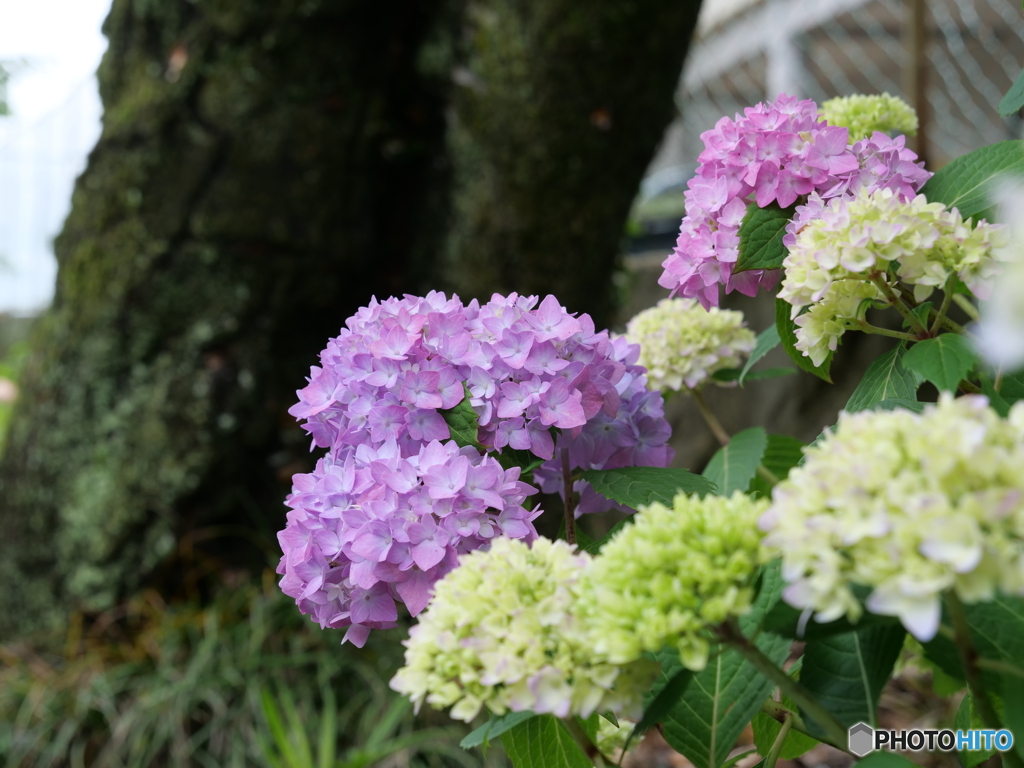 紫陽花の季節