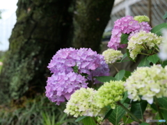紫陽花の季節