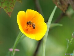 花とみつばち