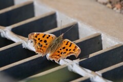  越冬からの目覚め