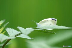 小さな横顔