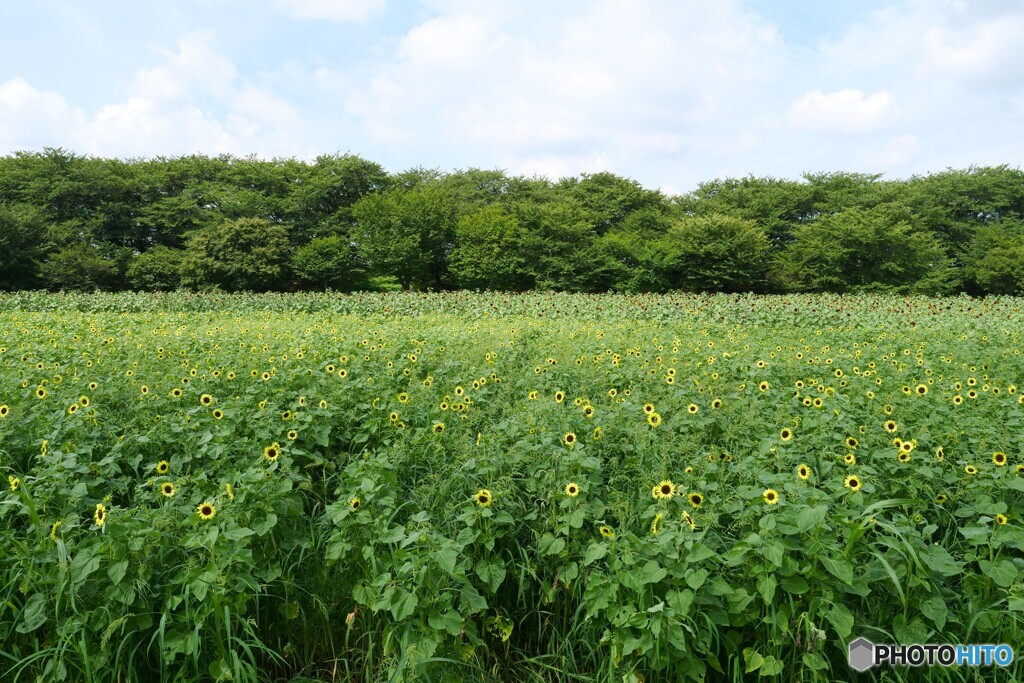 夏休みまで待てません