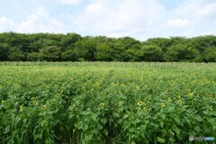 夏休みまで待てません