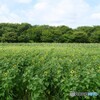 夏休みまで待てません