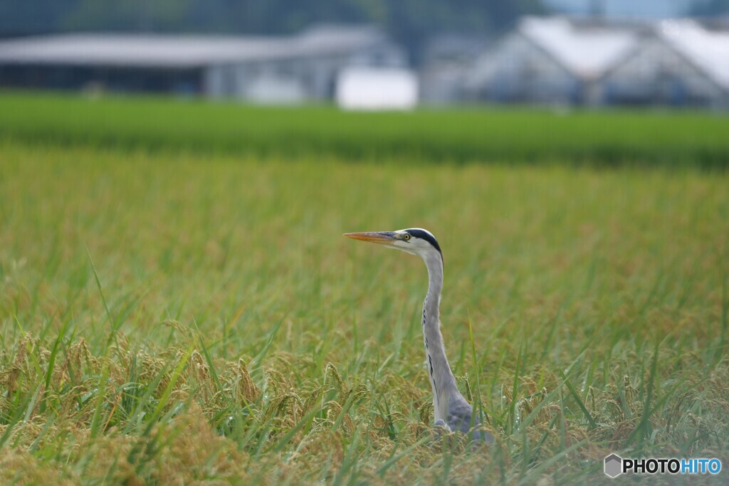 田んぼの管理人