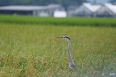 田んぼの管理人