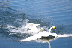 やめて！白鳥さん