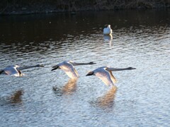 飛び立つ白鳥